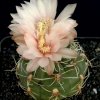 Gymnocalycium_erinaceum